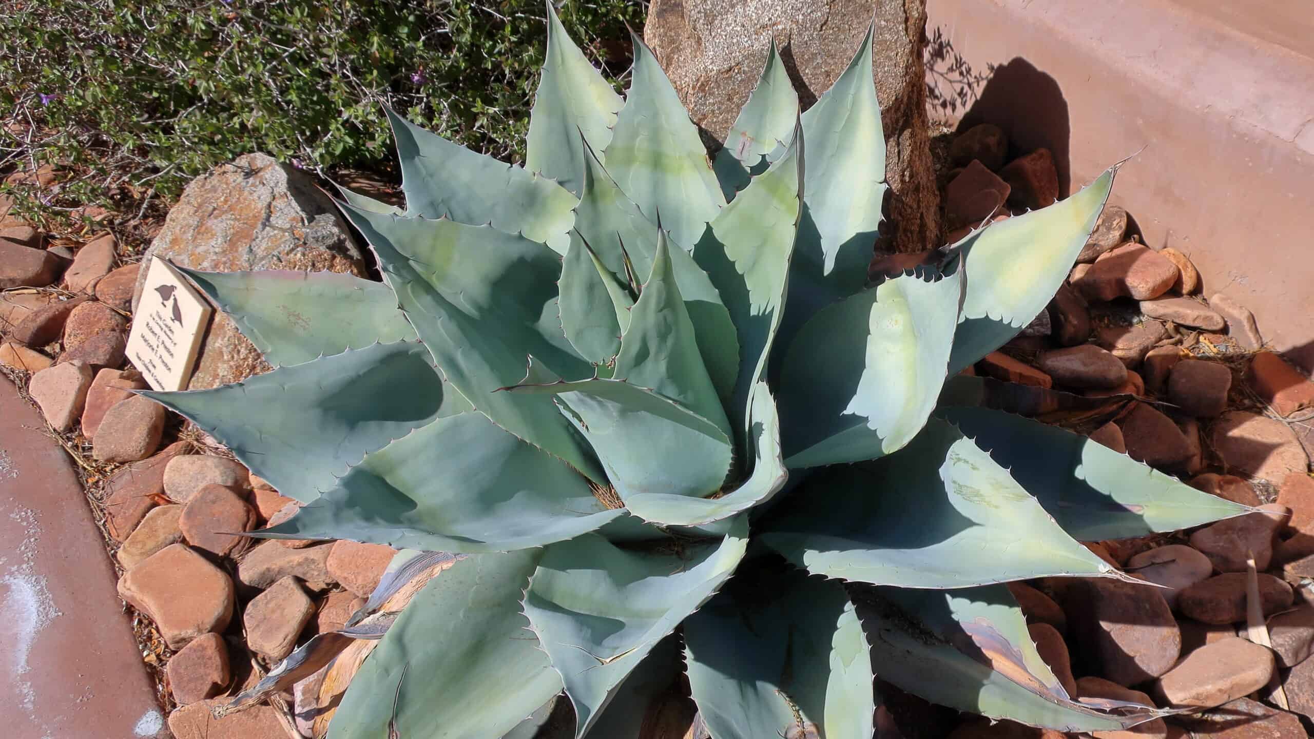 whale tongue agave