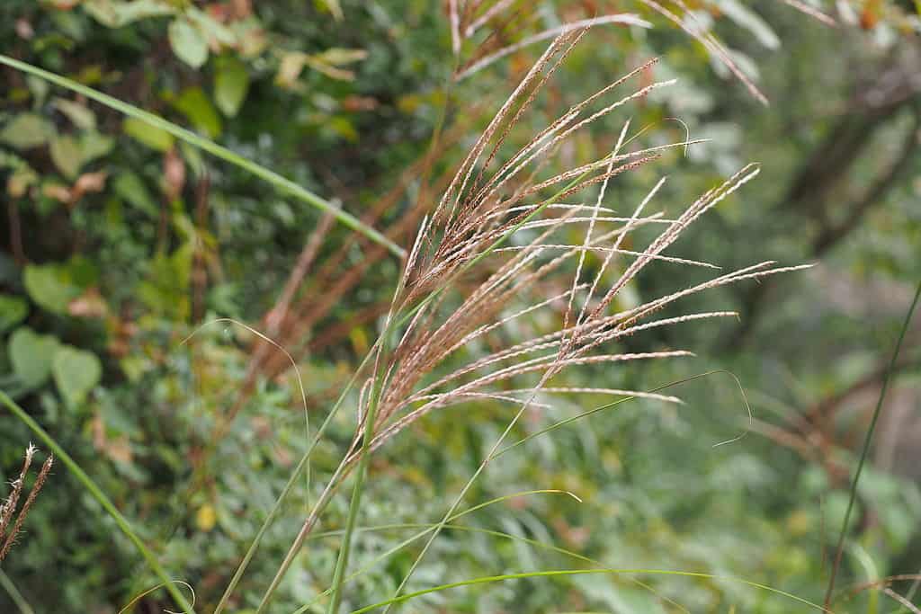 Chinese Silver Grass