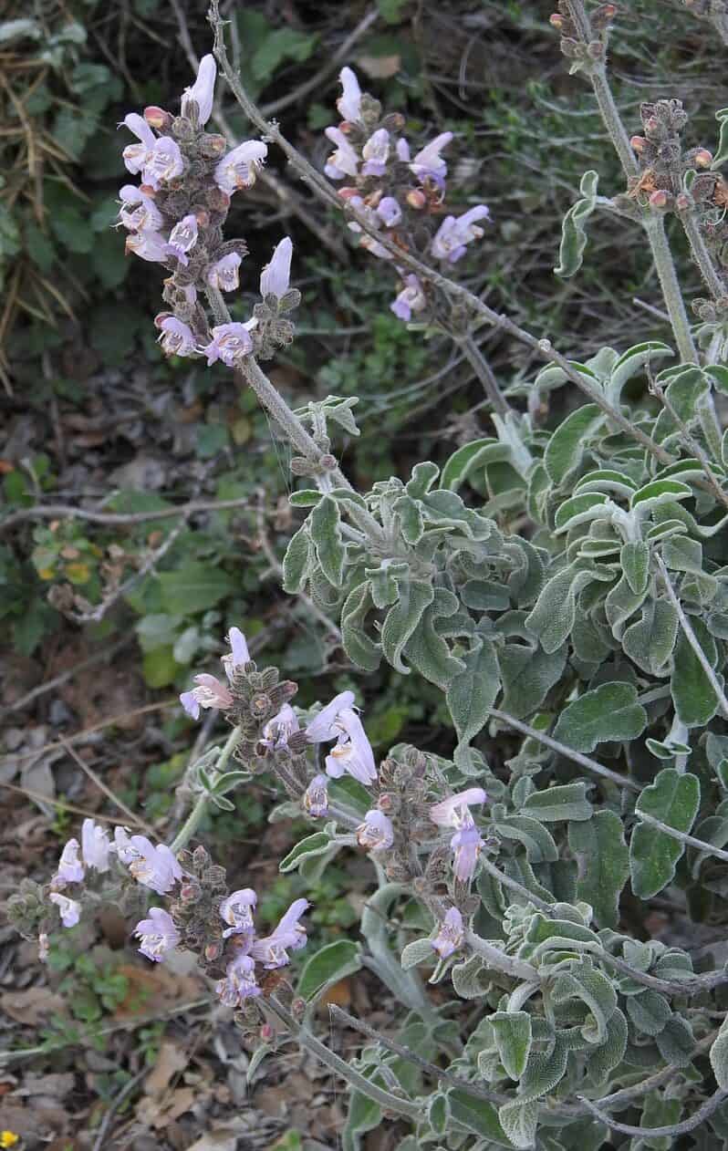 Salvia fruticosa