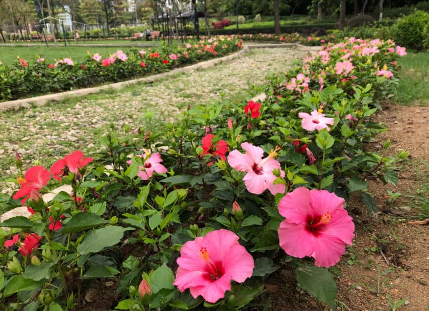 hibiscus garden