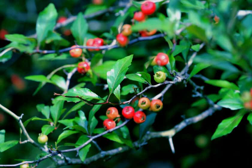 mayhaw berries
