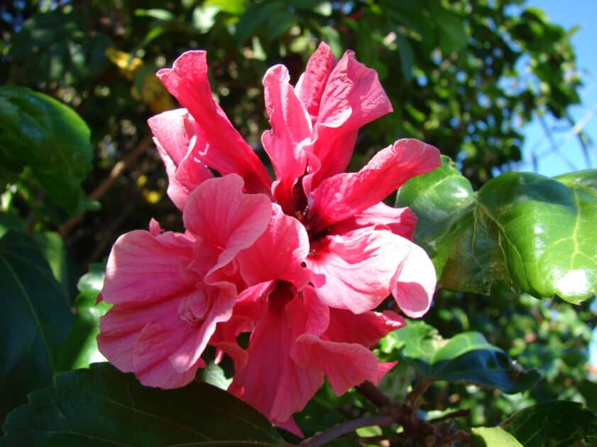 pink hawaiian hibiscus