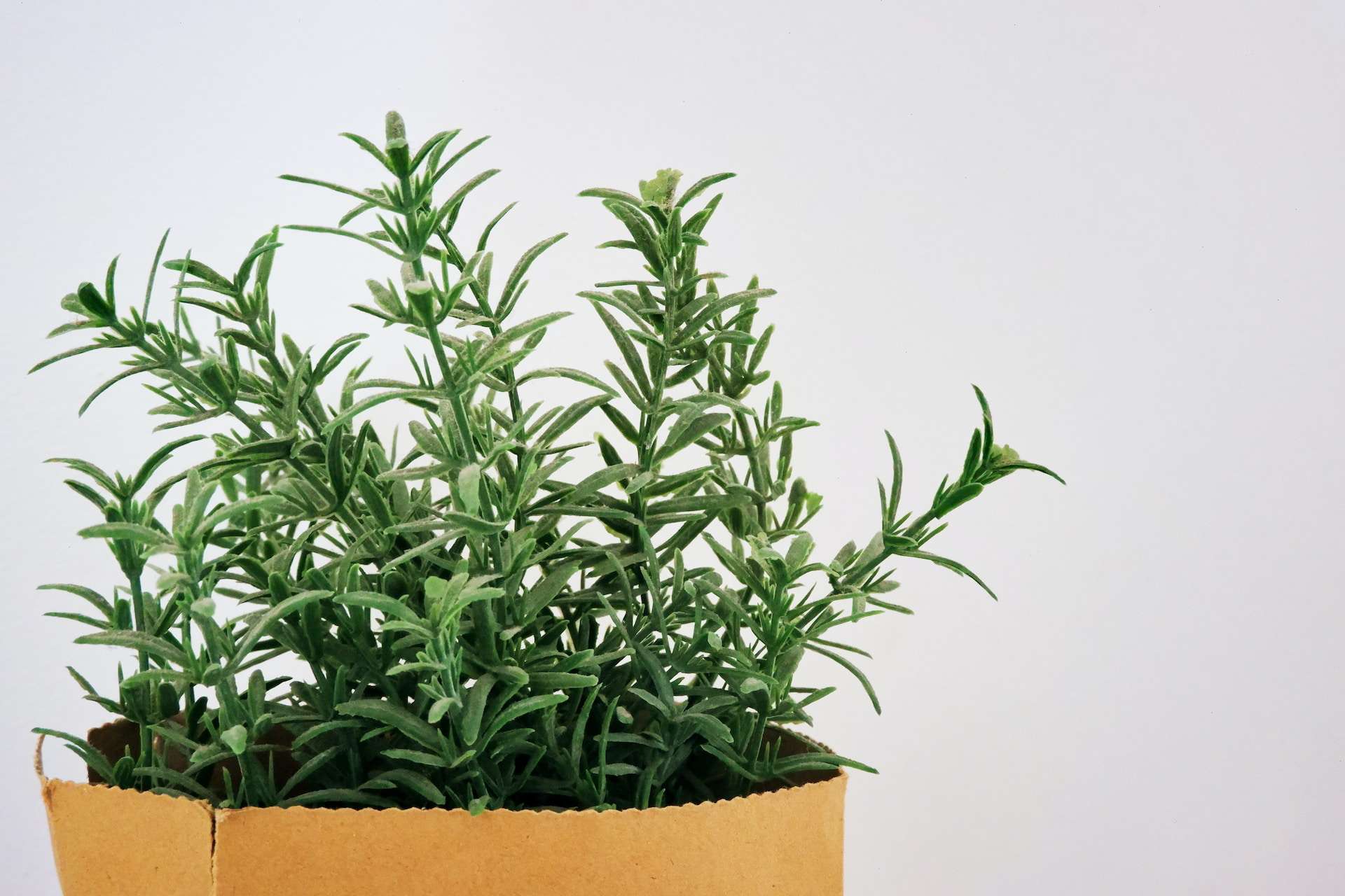 Rosemary in pot