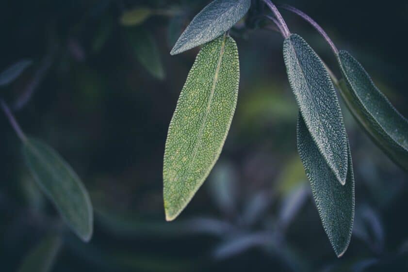 What Are the Types of Sage?
