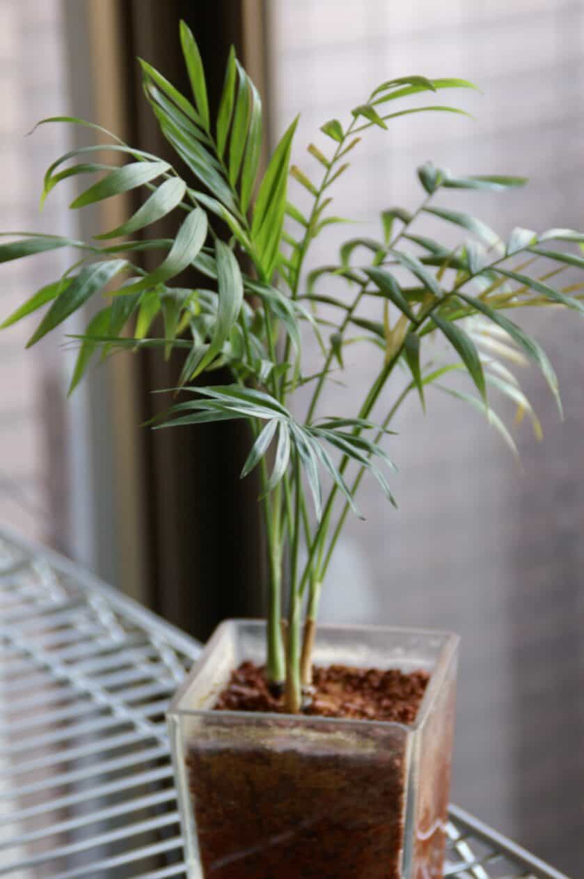 small parlor palm