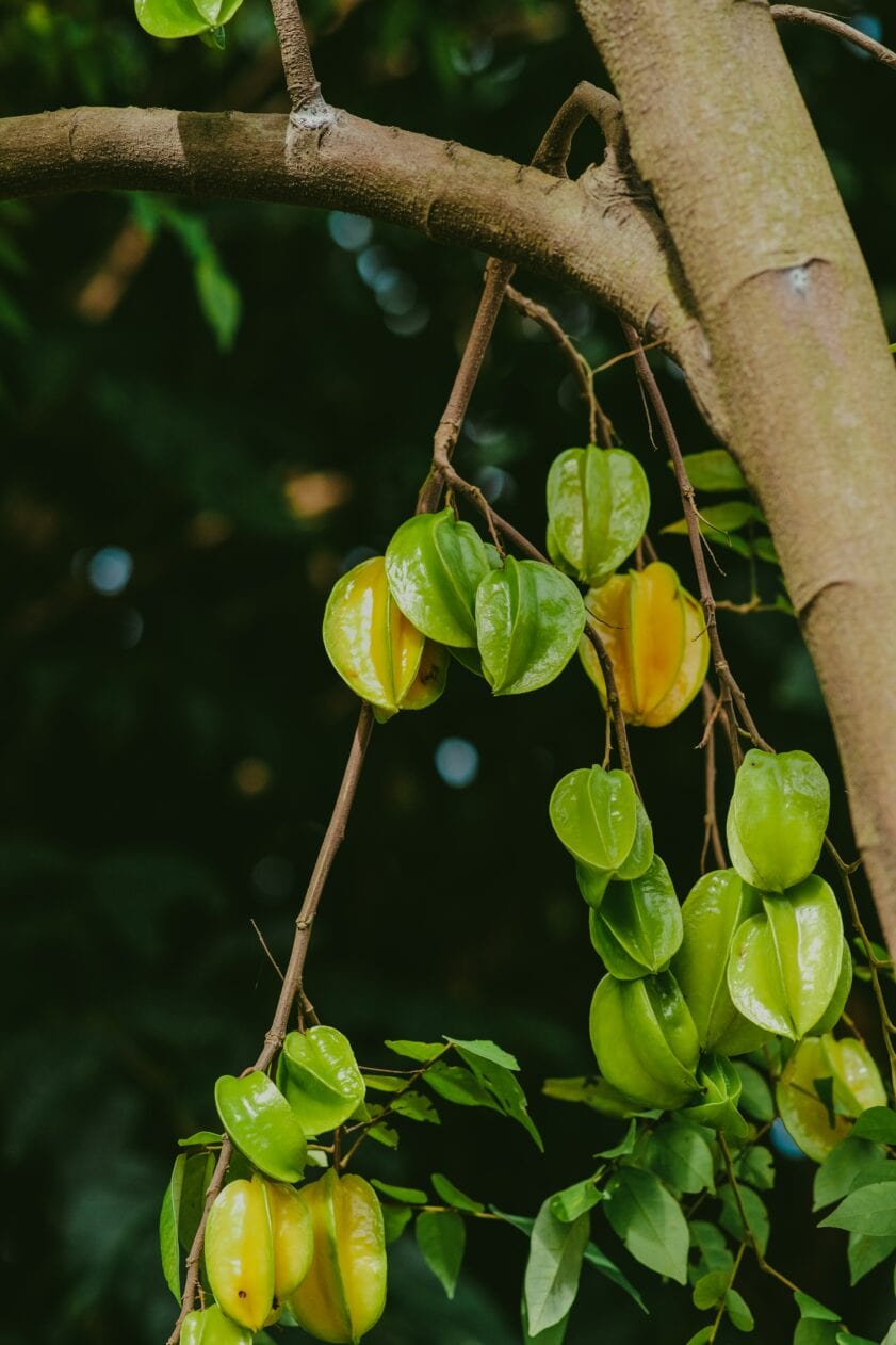 How To Grow a Star Fruit Tree?
