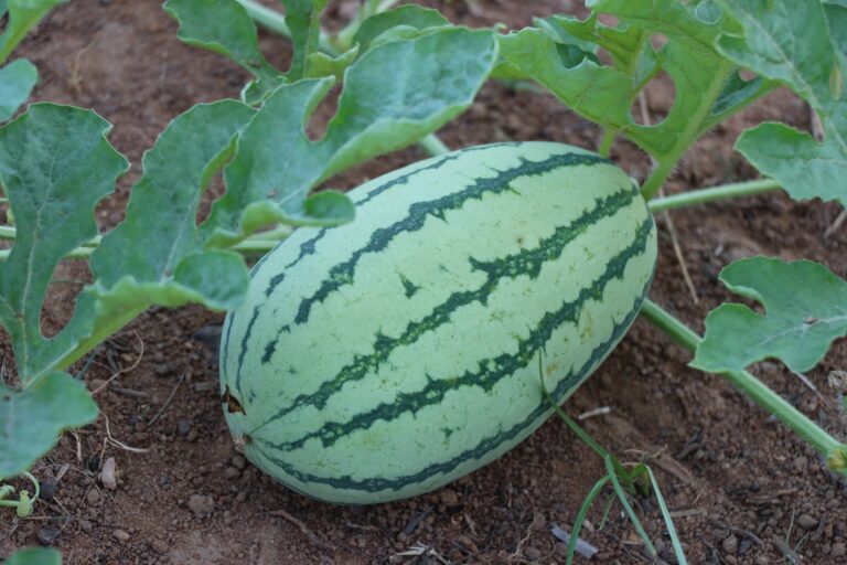 watermelon plant