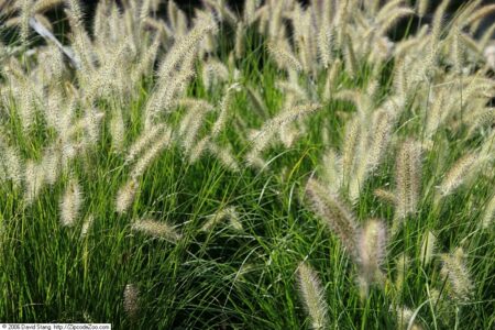 How To Grow and Care for Hameln Grass?