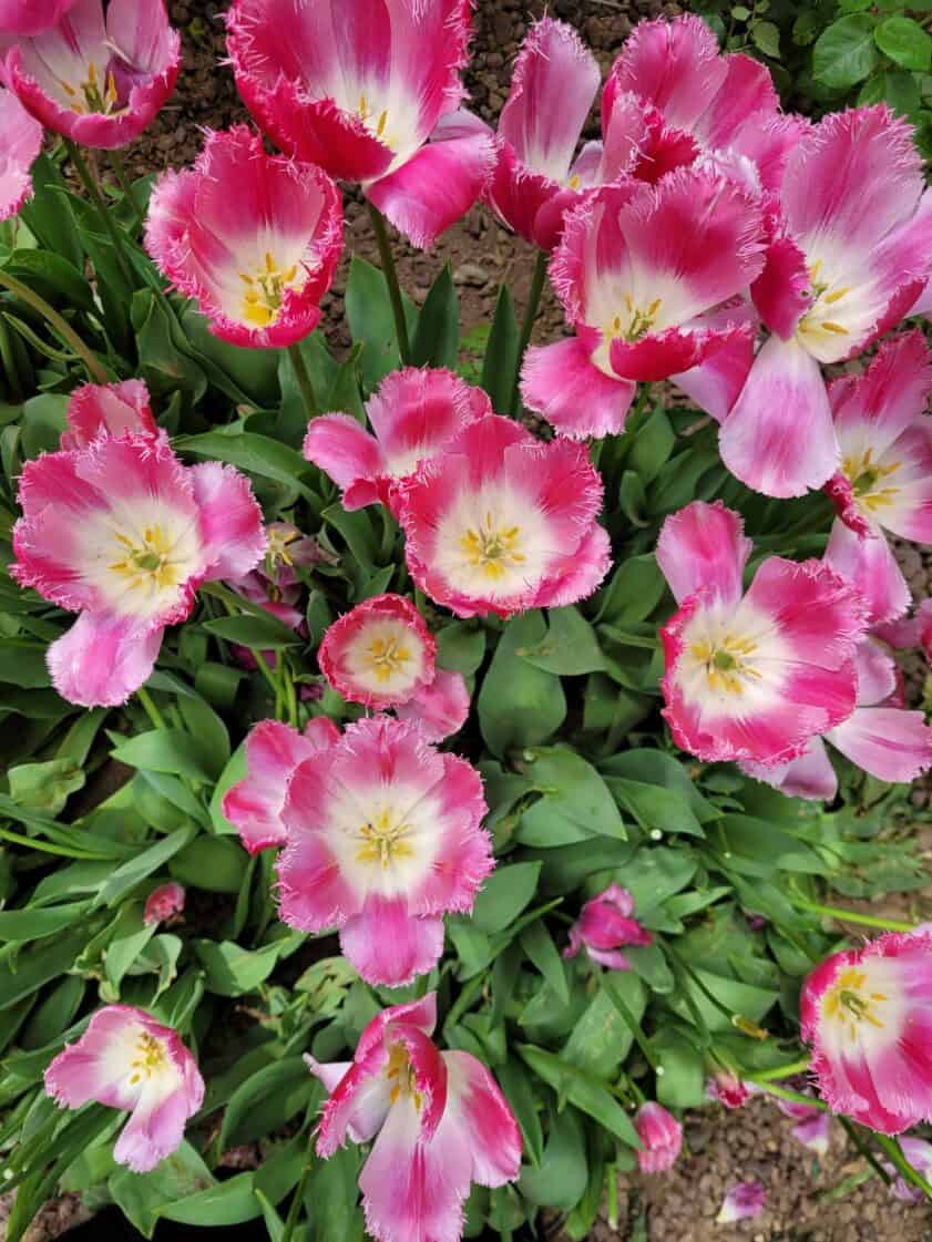 How to Grow Fringed Tulips? Easy Way To Garden