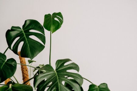 What Is the Best Soil for Monstera?