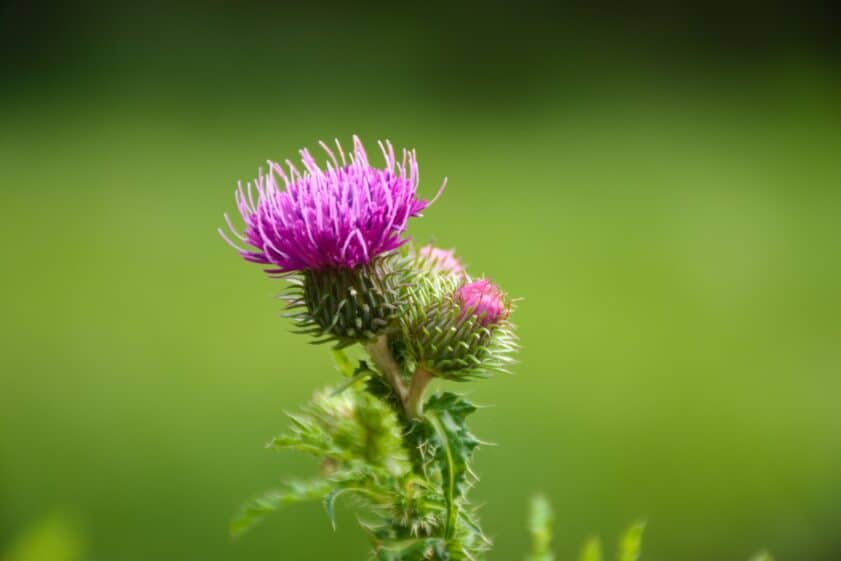 What Are the Types of Thistle Weeds?